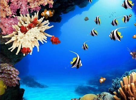 Unterwasser Korallenriff